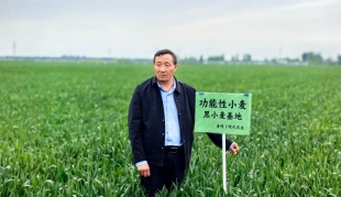 河南漯河：黑小麦“逆生长”的密码