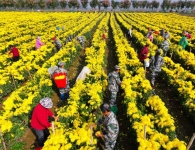 河南漯河：百亩皇菊绽金辉 乡村振兴展新图