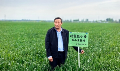 河南漯河：黑小麦“逆生长”的密码
