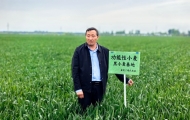河南漯河：黑小麦“逆生长”的密码