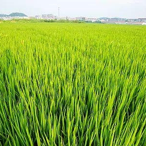 河南省信阳市754万亩水稻长势良好