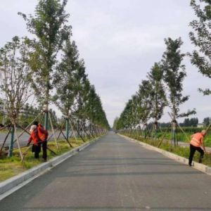 河南息县：做好道路绿化养护 提升道路“颜值”