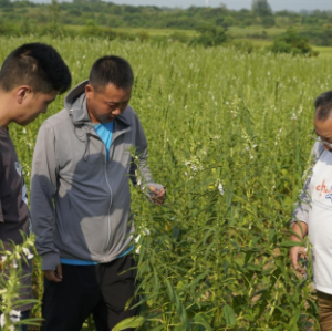 河南信阳：做好盛花期管护 助力芝麻增产增收