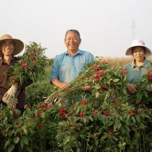 种好粮 收割忙｜漯河市郾城区“三秋”喜迎大丰收