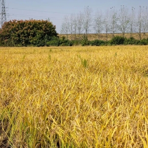 河南潢川：打造现代农业新样板