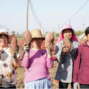 河南息县：红薯喜丰收 金秋收获忙