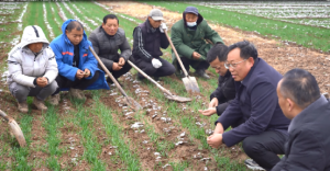 河南淮滨：积极应对寒潮天气 确保冬小麦安全越冬