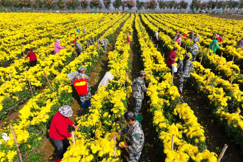 河南漯河：百亩皇菊绽金辉 乡村振兴展新图