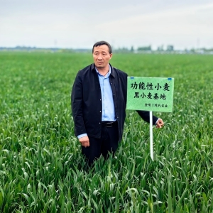 河南漯河：黑小麦“逆生长”的密码